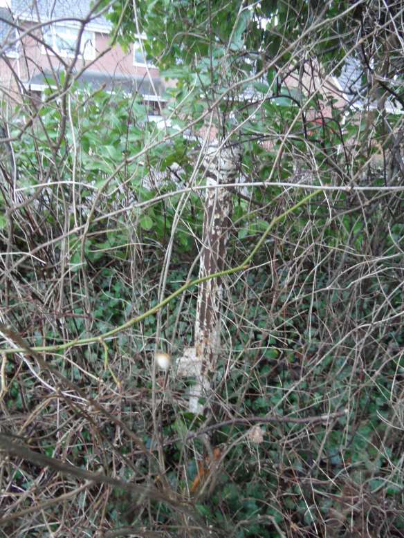 I was chuffed to spot this. I am very easily pleased. 