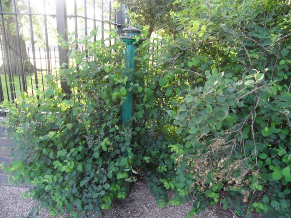 You never know what's lurking in the shrubbery...