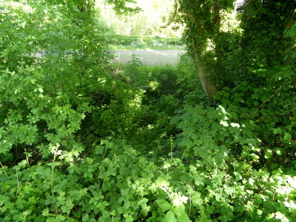 Trust me, there is a spring beneath here.