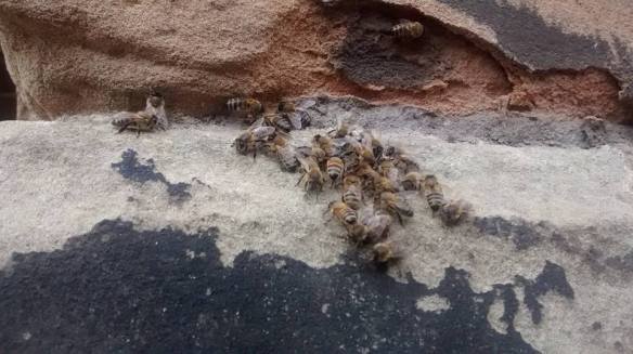 11136760_773838116062740_609131108760301808_n