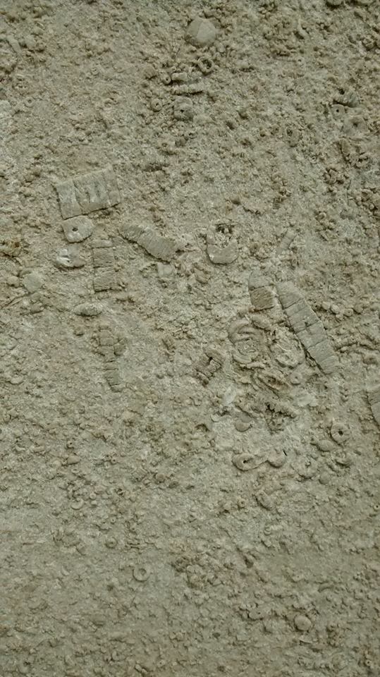 Fossils in Dr Johnson statue