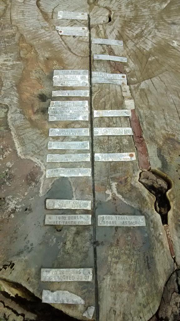 Tree time line Mayfield