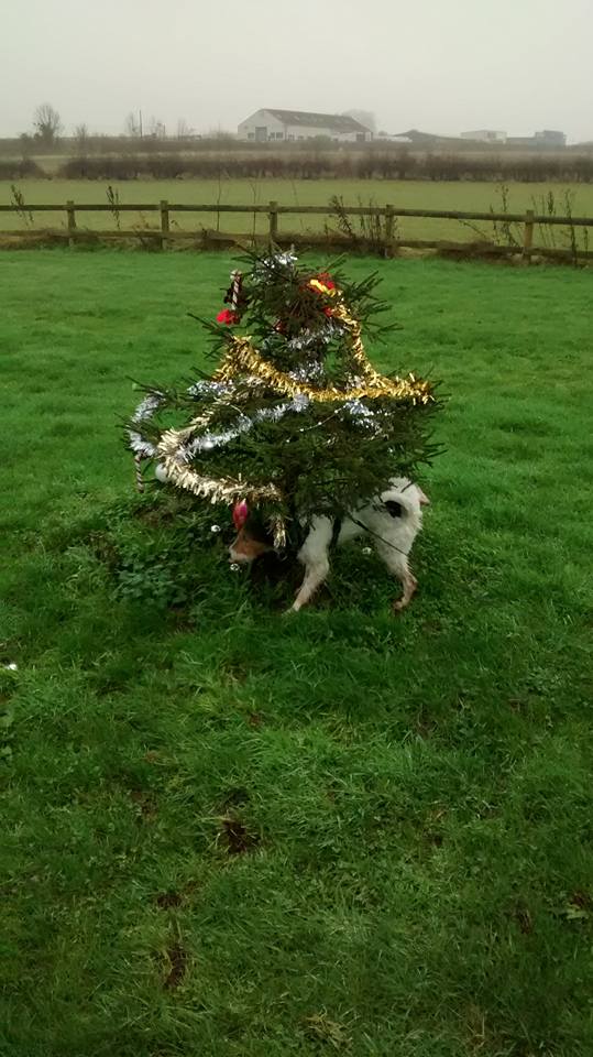 dog xmas tree