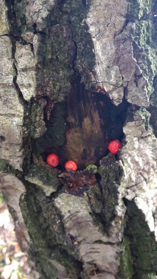 leomansley-wood-berries