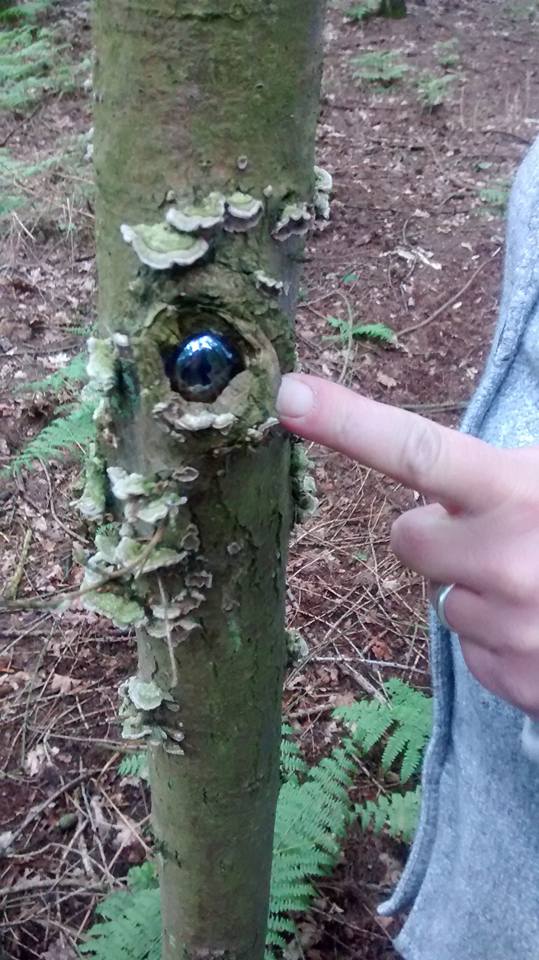 leomansley-woods-june-2016