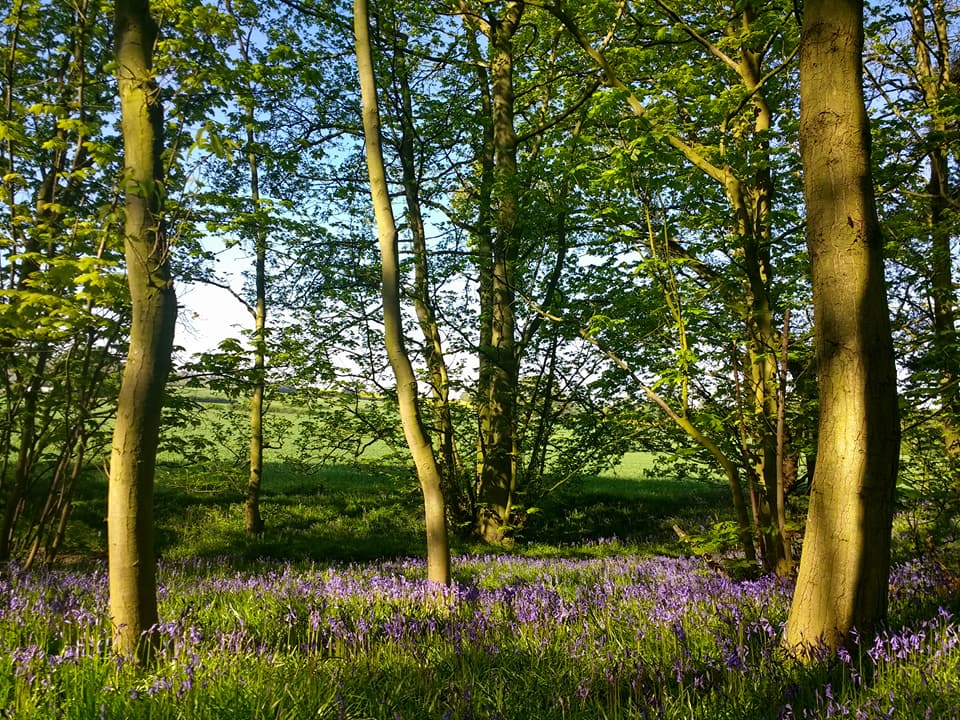 Leomansley Wood bluebells