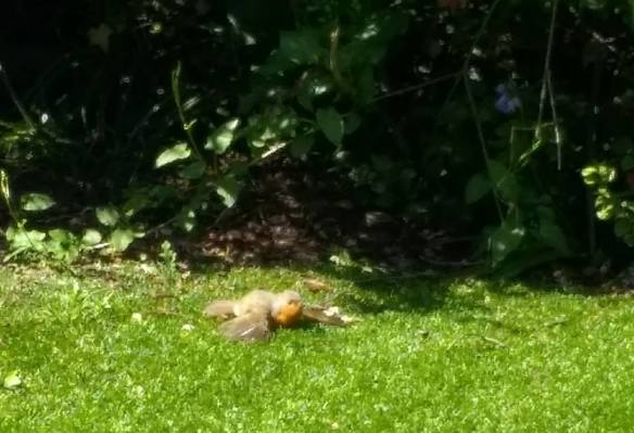 Sunbathing robin