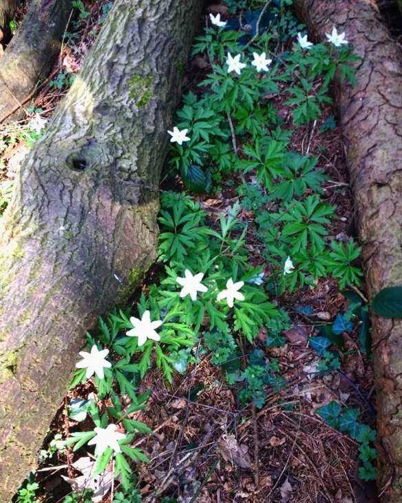 Wood anemones
